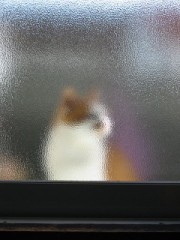 猫画日記　その１