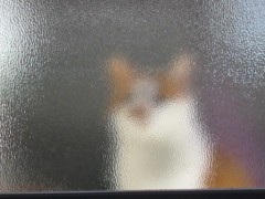 猫画日記　その２