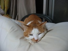 森田童子のLP「東京カテドラル聖マリア大聖堂録音盤」を聴いた