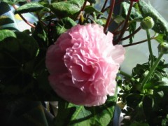 マチュピチュに行きたい！