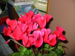 もう1つの違う人生を歩ませたい！　【お題日記】自分がもう一人いたらどうしたい？