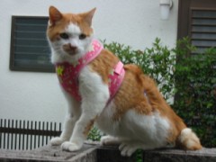 ある朝起きると、声が出なくなっていた！