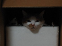 【お題日記】通勤通学ラッシュの対策教えて！