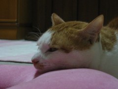 【お題日記】デジ以外のSNSって利用してる？