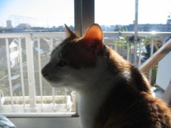 お花見してきました。