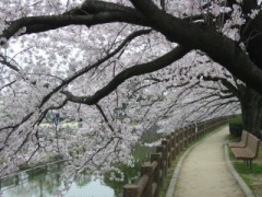 小雨のなか、またお花見して来ました。