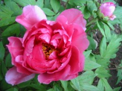 立てば芍薬、座れば牡丹