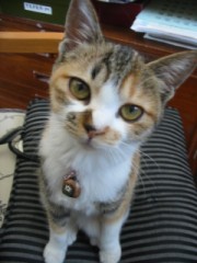 子猫が我が家にやってきた！