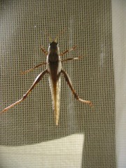 【お題日記】栗はどんな食べ方が好き？