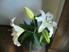 【お題日記】好きなお米の炊き具合