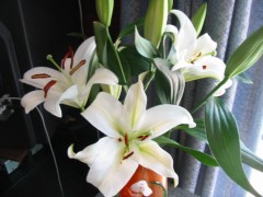 【お題日記】幼児プレイしたことある？