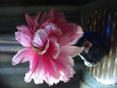 【お題日記】自宅とラブホ、どちらが好き？