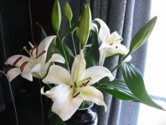 【お題日記】前屈して床に手は着く？