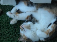 【お題日記】パートナーの元カレ、元カノのSNS気になる？