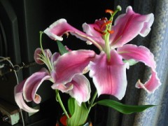 【お題日記】Hな関係になる前に確認しておきたいことある？