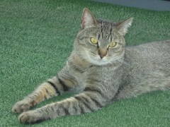 【お題日記】グミ好き？