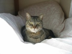 猫派？犬派？それとも何派？