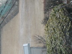 雪が舞っています。