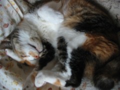 ジャコウアゲハ