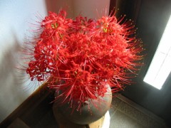 彼岸花そろそろ終わりです。