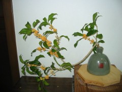 う～ん！良い香り　金木犀