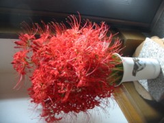 彼岸花、咲き始めました。その１