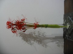 彼岸花飾って楽しんでいます。その２