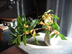 金木犀、咲き始めました