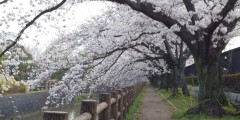 桜のトンネル、お花見に行ってきました