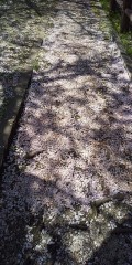桜の絨毯、お花見に行ってきました