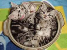 【お題日記】好きな鍋料理は？