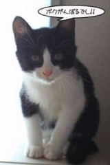 【お題日記】「街コン」「メガ合コン」参加してみたい？