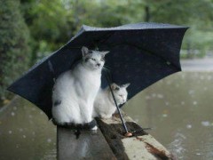 【お題日記】オススメの梅雨グッズ