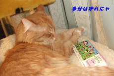 【お題日記】いくら貯金があったら仕事を辞める？