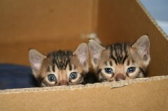 【お題日記】告白失敗エピソード