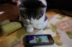 【お題日記】あなたの携帯電話の機種は？