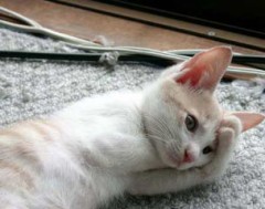 メール頂けるのはうれしいけど