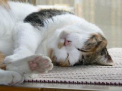 【お題日記】オススメのアプリ教えて！