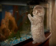 【お題日記】あなたが好きな魚はなんですか？