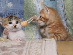 【お題日記】同性の憧れている人はいますか？