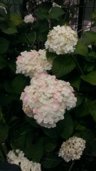 紫陽花、君に代わりて…