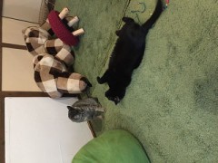 チヤホヤ