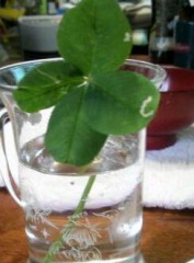 四つ葉のclover