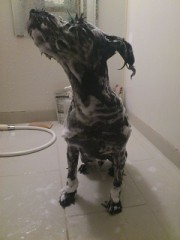 ワンコの指の間があぁぁぁあああぁぁぁっ!!!!!!