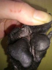 犬のマラセチア菌ｗイソジンで・・・