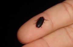 ホタルの舞い・・・