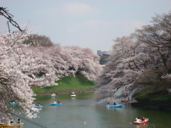 満開の桜Ⅱ
