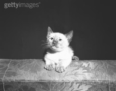 久しぶりの登場です。