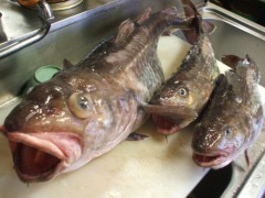 またもや、大人買い(>_<)