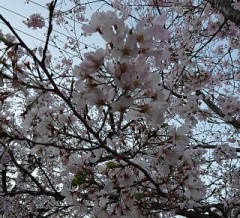 肉の焼き加減、一番好きなのは？